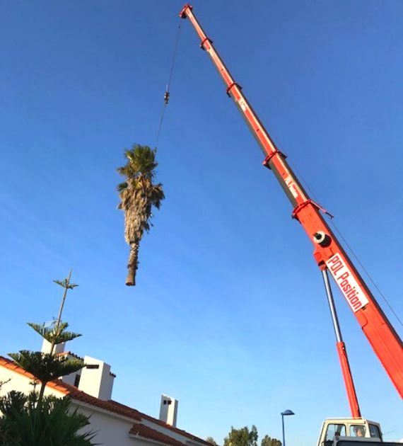 SERPE - Abattage palmiers charançonnés.png