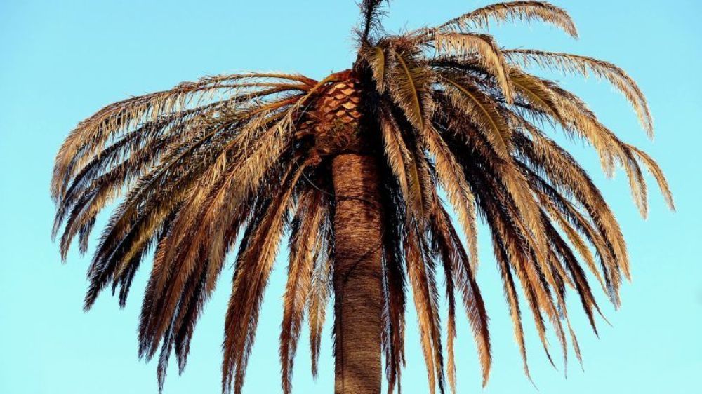 Entretien palmiers Serpe Narbonne.jpg